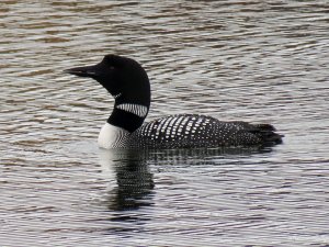 Great Northern Diver