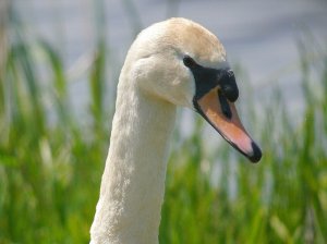 Head of swan on nest