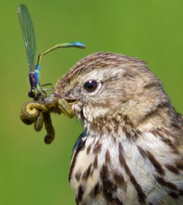 Meadow Pipit