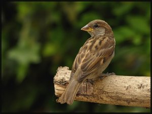 juvie sparrow.