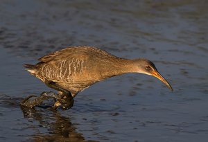 The mad dash of the Clapper Rail