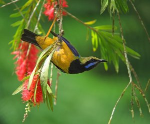 Orange-bellied Leafbird