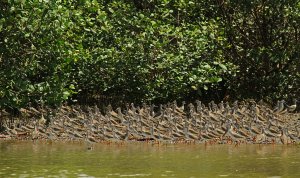 Common Redshank flock