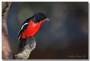 Crimson-breasted Shrike