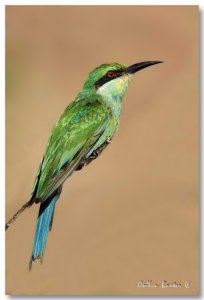 Swallow Tailed Bee-eater