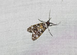 Ctenuchid Moth