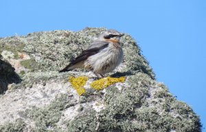 Wheatear