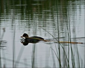 Coot - House building