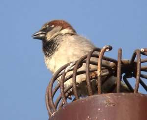 House sparrow close-up