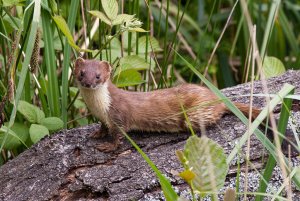 Stoat