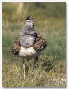 Kori Bustard