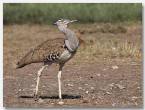 Kori Bustard