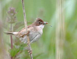 Whitethroat