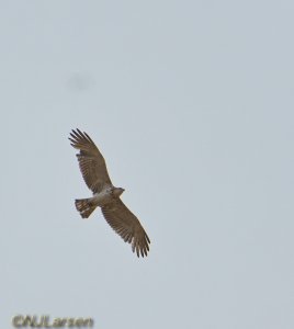 Short-toed Eagle