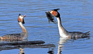 Great Crested Grebe Courting