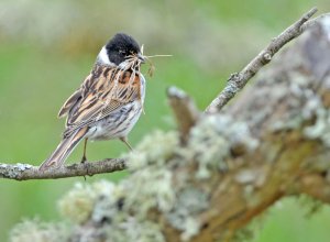 Reed Bunting with Nest material