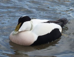 eider