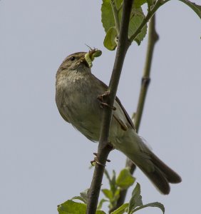 willow warbler