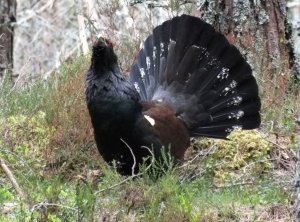 capercaillie