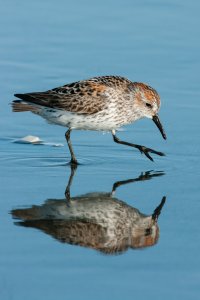 Western Sandpiper