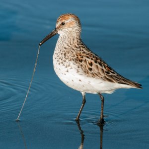 Western Sandpiper feeding