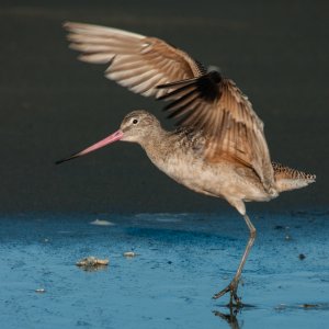 Marbled Godwit