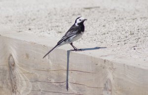 Pied Wagtail