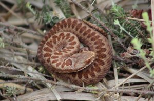 Baby Adder