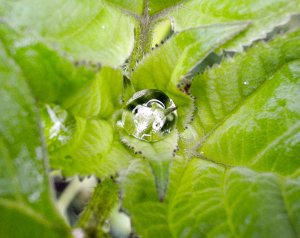 Raindrop on young sunflower