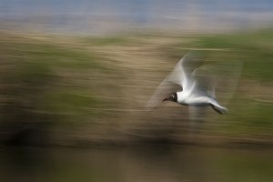 Black-headed Gull