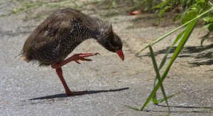 Okinawan Rail ( Yanbaru Kuina )