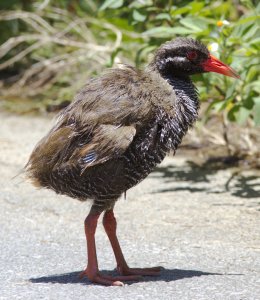 Okinawan Rail ( Yanbaru Kuina )