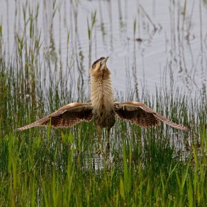 Bittern