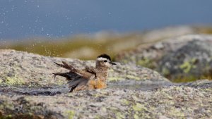 Eurasian Dotterel