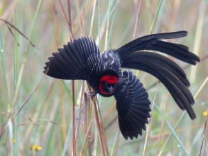 Male Red-collared Widowbird in breeding plumage