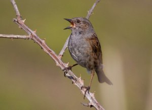 Dunnock