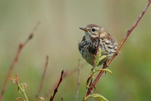 Meadow Pippit