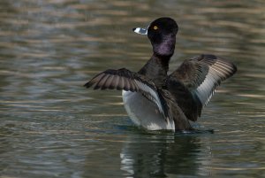 Male Ring Neck Duck Flapping