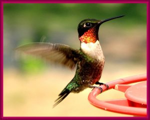 RUBY-THROATED HUMMINGBIRD, MALE