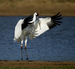 Whooping Crane