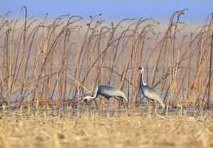 White-naped Crane