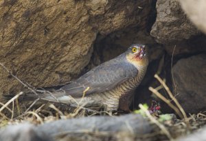 Eurasian Sparrowhawk