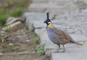 Yellow-necked koklass pheasa