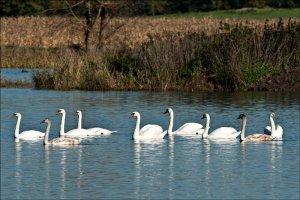 Mute Swan Family