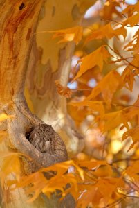 Western Screech Owl