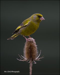 Greenfinch