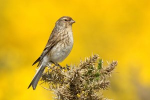 Twite in gorse