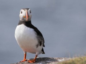 Puffin