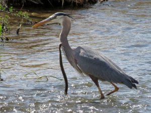 Heron Vs Snake