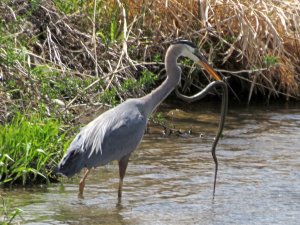 Heron Vs Snake